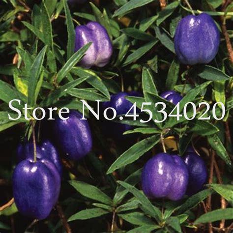 100pcs Bonai Australia Heirloom Purple Apple Berry Billardiera