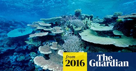 The Great Barrier Reef Is Under Severe Stress But Not Dead Yet Us