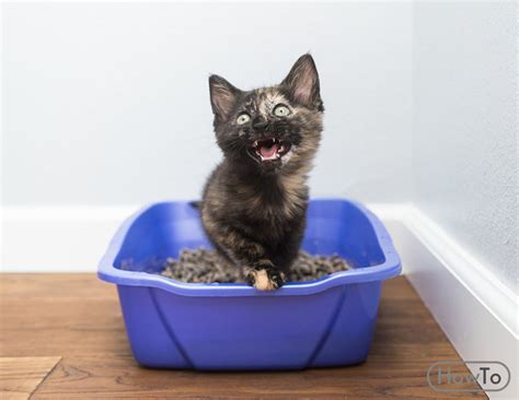 How To Get A Kitten To Poop 9 Helpful Tips Howto