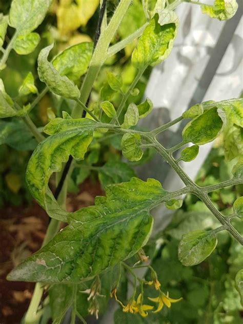 Tomato Yellow Leaf Curl Virus Agrio