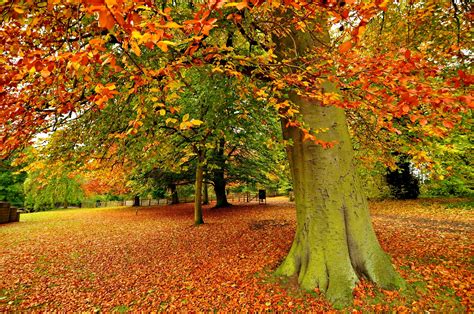 Color Autumn Trees Landscape Wallpapers Hd Desktop And Mobile