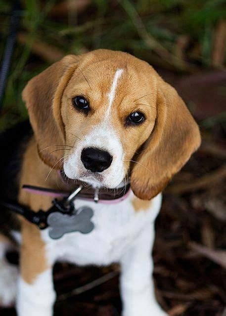 pocket beagle full grown teach