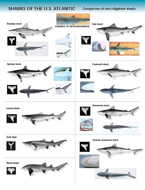 Underwater Creatures Ocean Creatures Orcas Fish Chart Types Of