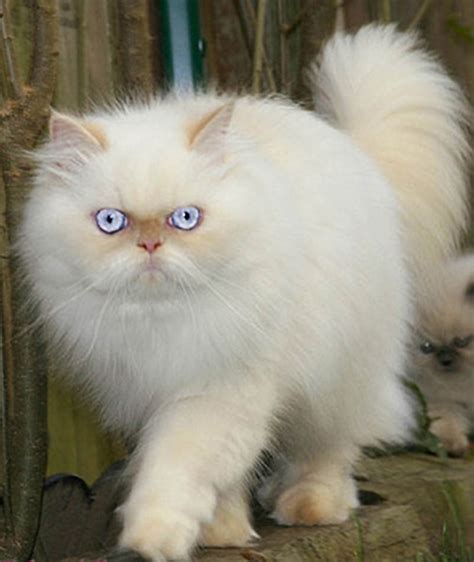 Persian Cats For Sale Chicago IL 243497 Petzlover