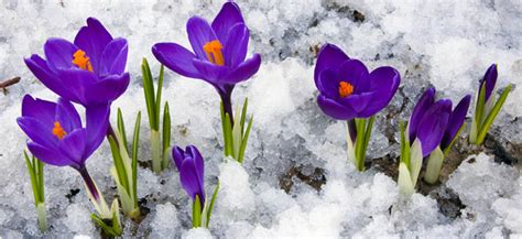 10 Best Garden Plants To Grow In The Winter Time Pro