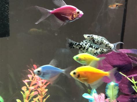 Babies With Different Colored Parents We Have 6 Glofish Tetras Of