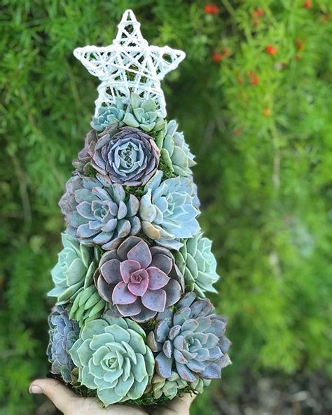 We did not find results for: People Have Been Using Succulents To Create Christmas ...