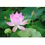 Lotus Flower In Siem Reap Cambodia  Lucid Practice