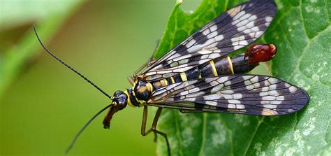 10 Rare Insects That Look Like Extraterrestrials Life