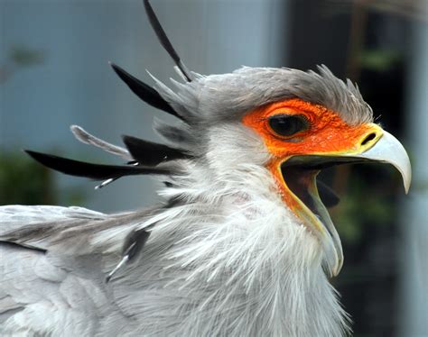 Filesecretary Bird With Open Beak Wikipedia