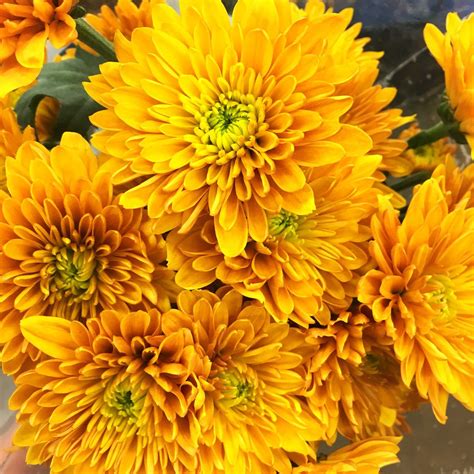 Daisies Poms Bulk Flowers Online Diy Wedding Flowers — Flower Moxie