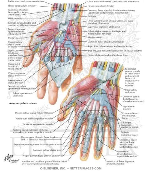 Palmar Deep Fascia Wrist And Hand Deeper Palmar Dissections