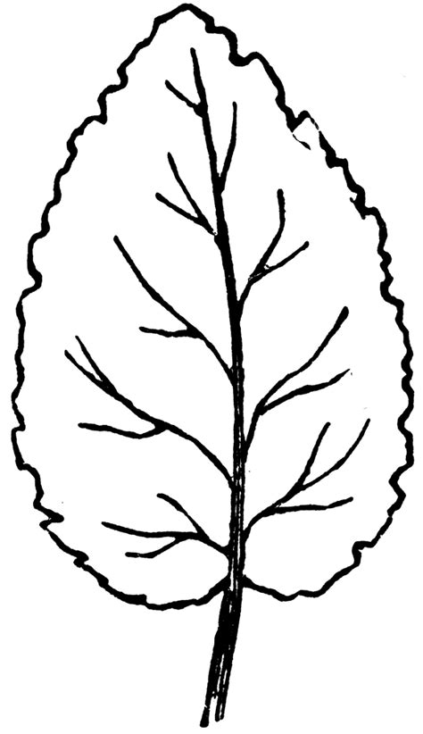 42 leaf clip art black and white. Leaf Clipart Black And White - 56 cliparts