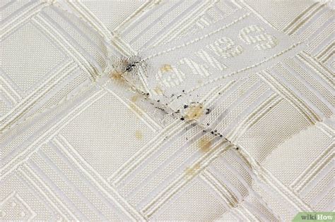 Bed bug stains on sheets. Come Sbarazzarsi delle Macchie delle Cimici del Letto
