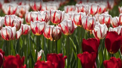 Ottawa Tulip Festival Bing Wallpaper Download