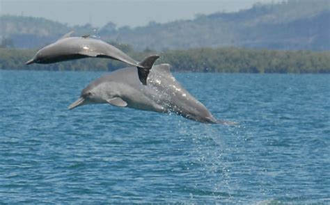 New Dolphin Species Identified Off Australian Coast