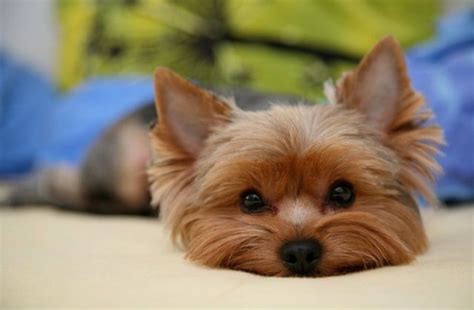 Pin By Donna Geller On Yorkie Love Cute Dogs Yorkie Puppies
