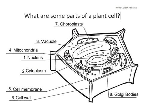 Maybe you would like to learn more about one of these? Label Plant Cell Parts Worksheet Image Search Results ...