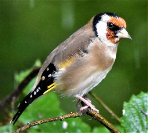 Andrew Robin Photography Goldfinch