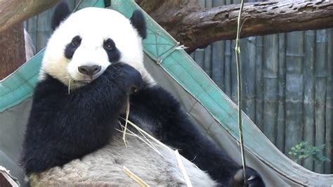 Giant Panda At San Diego Zoo Youtube
