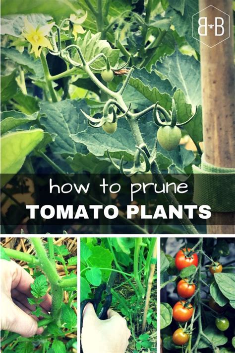 How To Prune Tomato Plants Bee And Basil Pruning Tomato Plants Is