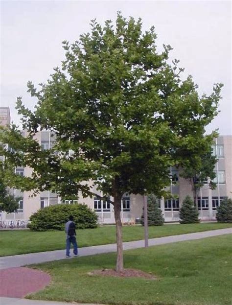 This enormous size makes for a sizable root system. New trees for Arch grounds come with their own threats : News