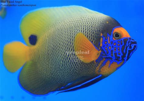 Blueface Angelfish Pomacanthus Xanthometopon Tmc