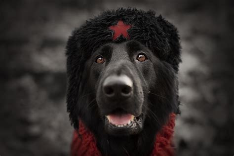 Photo Dog Russian Winter Hat Snout Head Animals