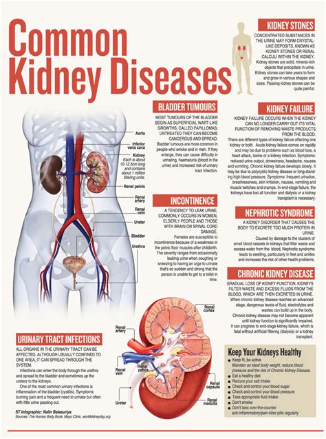 Common Kidney Diseases Times Online Daily Online Edition Of The