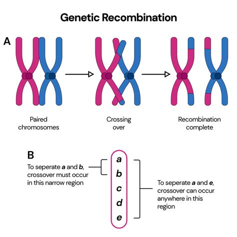 What Is The Ultimate Source Of Genetic Variation