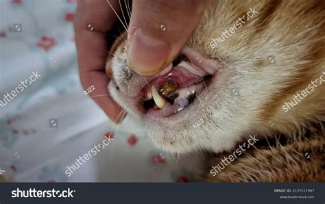 Anemic Cat Gums