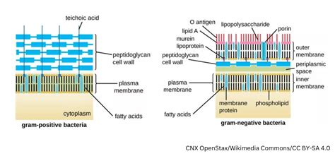 Gram Positive Vs Gram Negative Bacteria