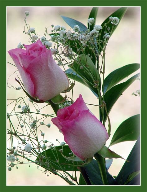 Patricks day is celebrated on march 17th. Roses For My Friends ... | Happy St Patricks Day . Wishing ...