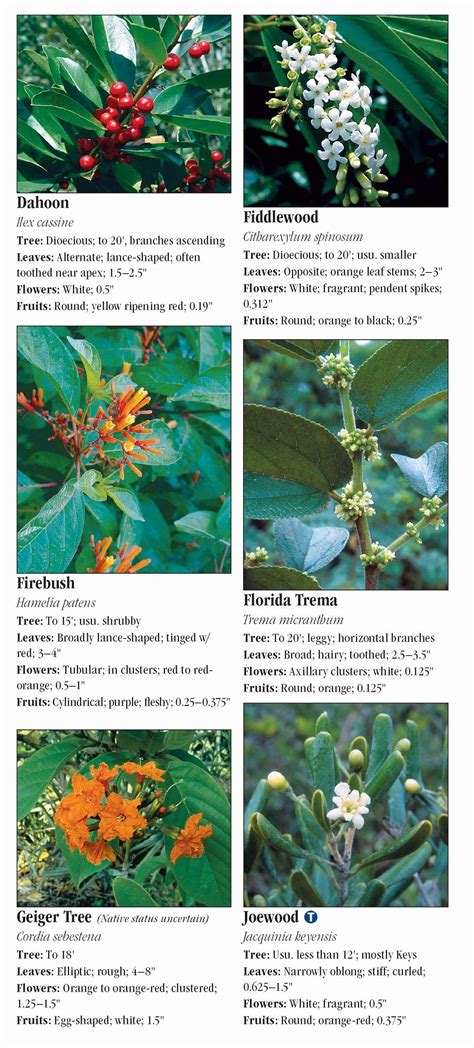 South Florida Tree Leaf Identification