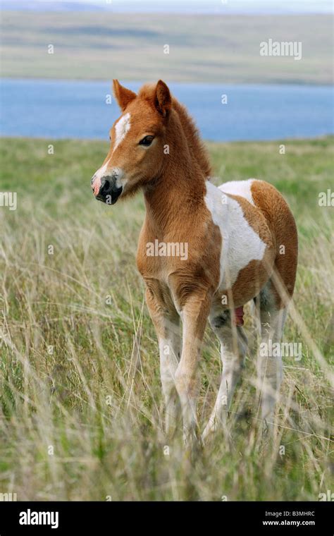 Icelandic Horse Foal Standing On Meadow Stock Photo Alamy