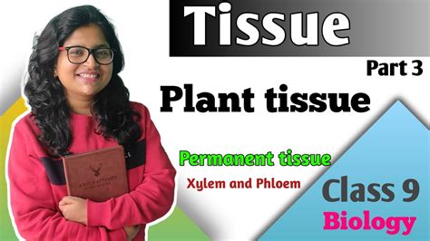 Class 9 Biology Plant Tissue Complex Permanent Tissue Xylem