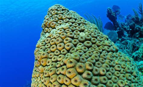 Cubas Coral Reefs
