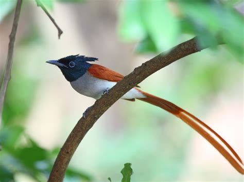 Asian Paradise Flycatcher Terpsiphone Paradisi This Bird I Watch And