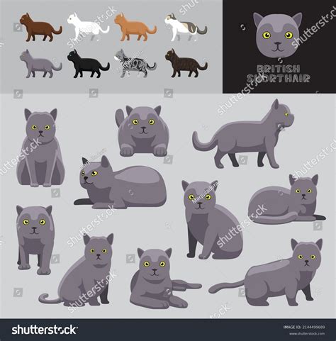 Cat British Shorthair Cartoon Vector Illustration Stock Vector Royalty Free 2144499689