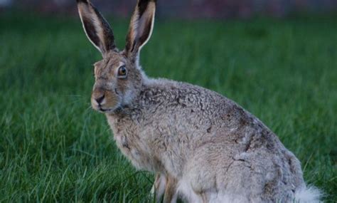 10 Spectacular Animals That Start with the Letter J | Jack rabbit