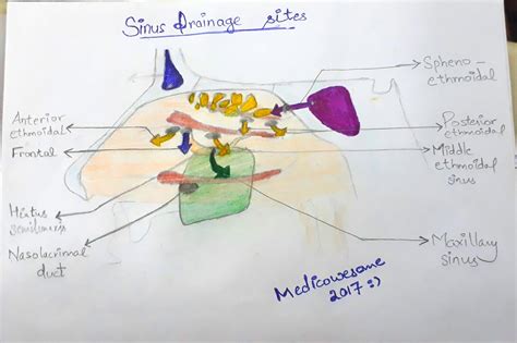 In addition to being an integral part of the respiratory system, your nose also. Medicowesome: The Basics : Lateral wall of Nasal cavity