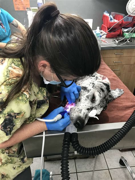 No matter how small your query is, you can count on us to answer. Pet Dental Care in Merritt Island, FL | Courtenay Animal ...