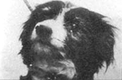 Bleep era una cruza de border collie y también la mejor amiga del asesino en serie más famoso de gran bretaña: Dennis Nilsen - Life DID Mean Life