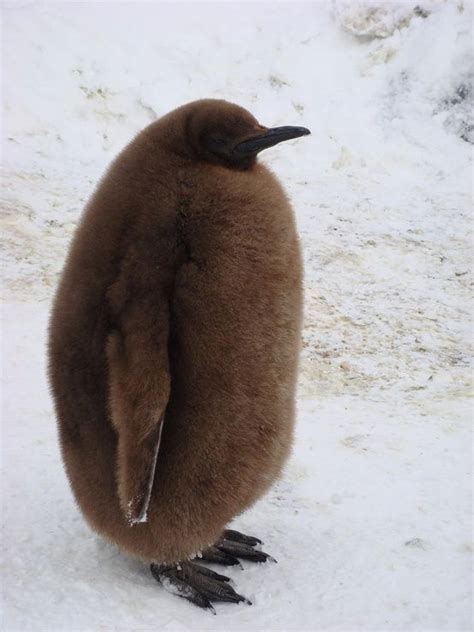 Bring On The Cute Chubby Baby Penguin