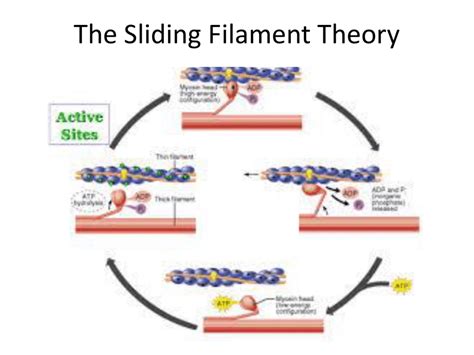 Sliding Filament Theory Worksheet