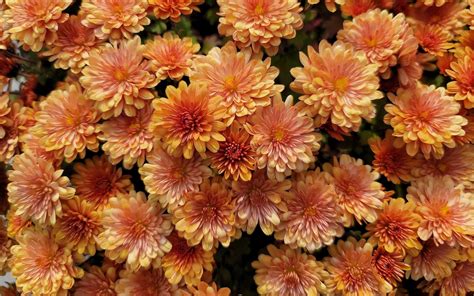 Download Orange Flower Flower Nature Chrysanthemum Hd Wallpaper By Dolidoli
