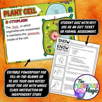 It helps in the synthesis and transport of chemical compound from and into. THE PLANT CELL SCIENCE DOODLE NOTES, INTERACTIVE NOTEBOOK ...