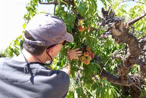 Dairy queen is located near the cities of phoenix metro area. Picking Peaches 🍑 Schnepf Farm Queen Creek Arizona ~inner ...
