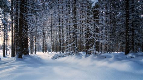 Free Download Download Wallpaper 3840x2160 Trees Snow Snowy Forest 4k