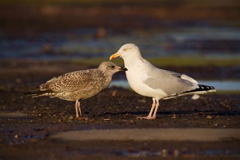 european herring gull pictures and photos photography bird wildlife nature christopher